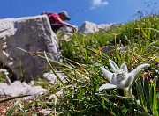 40 Leontopodium alpinum (Stella alpina) verso il Passo di Corna Piana